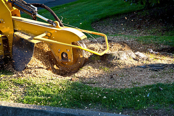 Why Choose Our Tree Removal Services in Newaygo, MI?